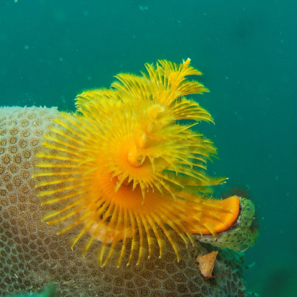 Caribbean Christmas Tree Worm