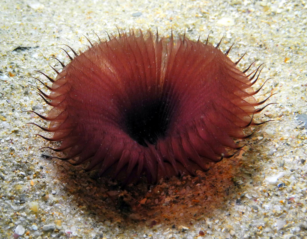 Sand Fan Worm