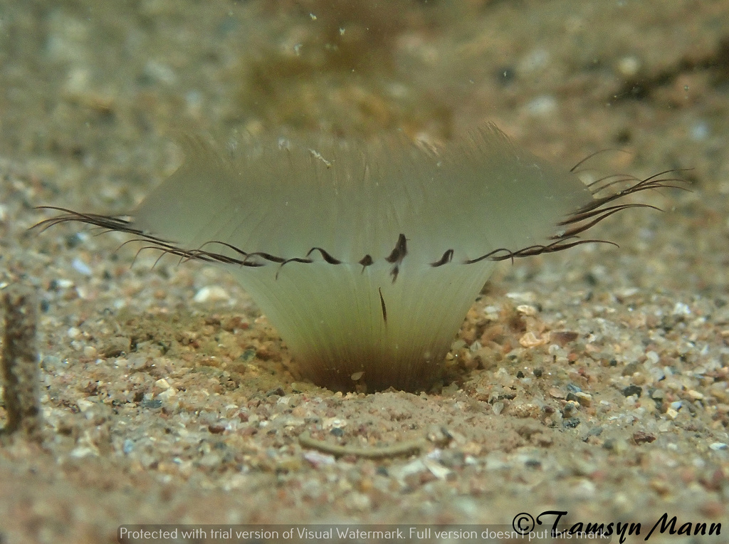 Sand Fan Worm