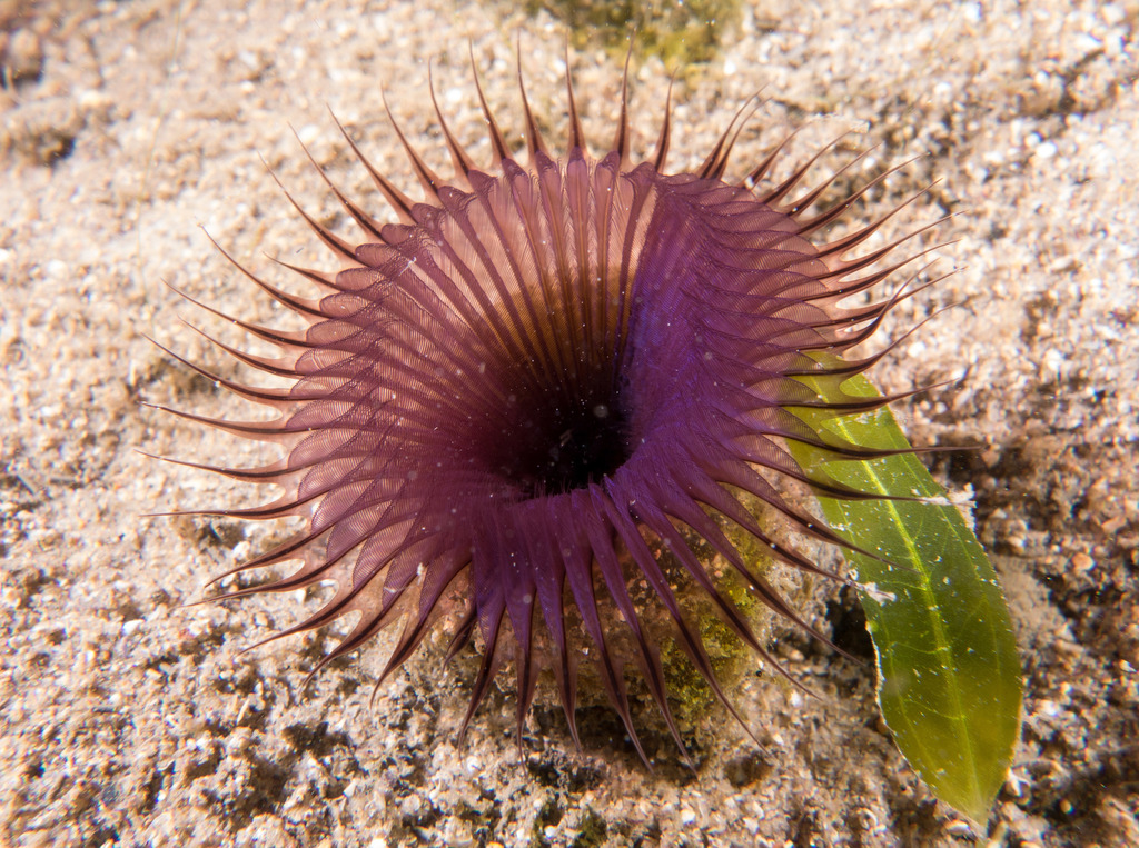 Sand Fan Worm