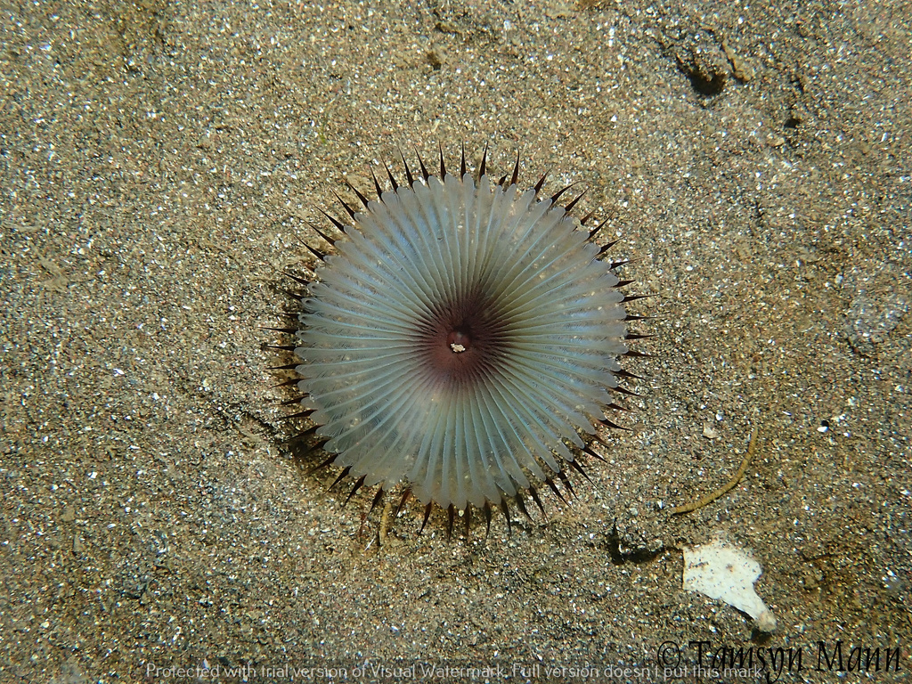Sand Fan Worm