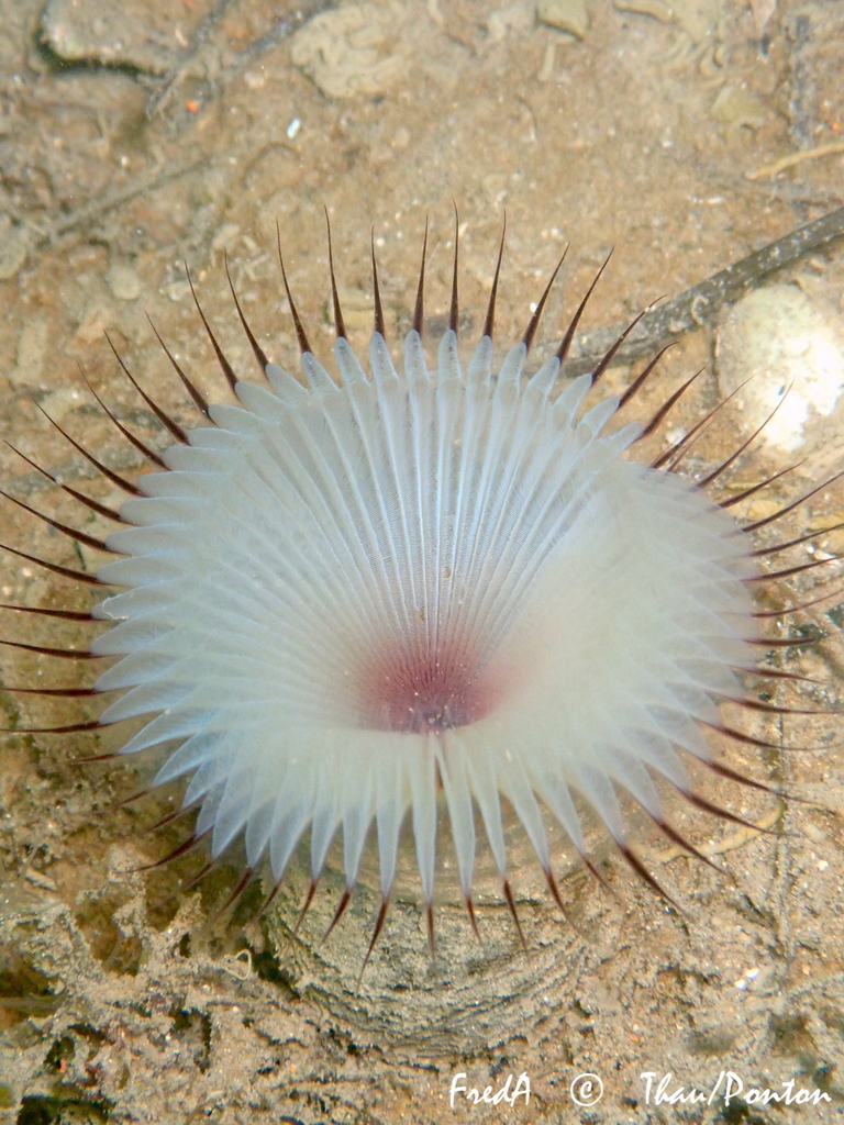 Sand Fan Worm