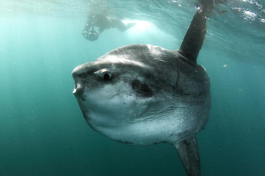 Ocean Sunfish