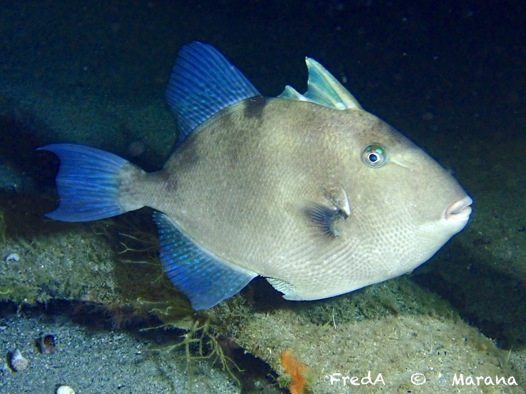 Grey Triggerfish