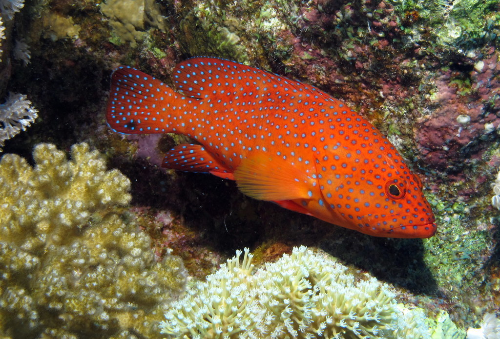 Coral Grouper