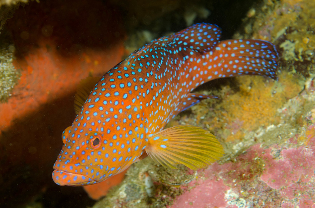 Coral Grouper