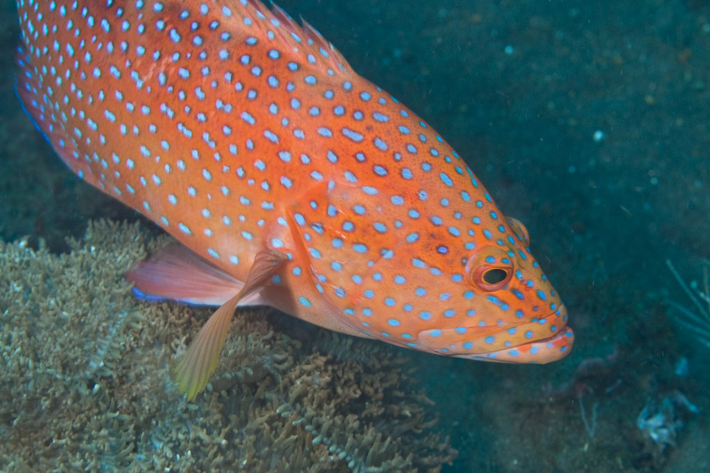 Coral Grouper