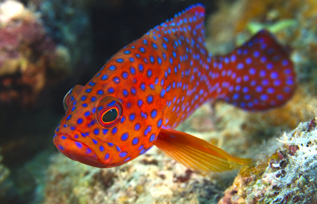 Coral Grouper