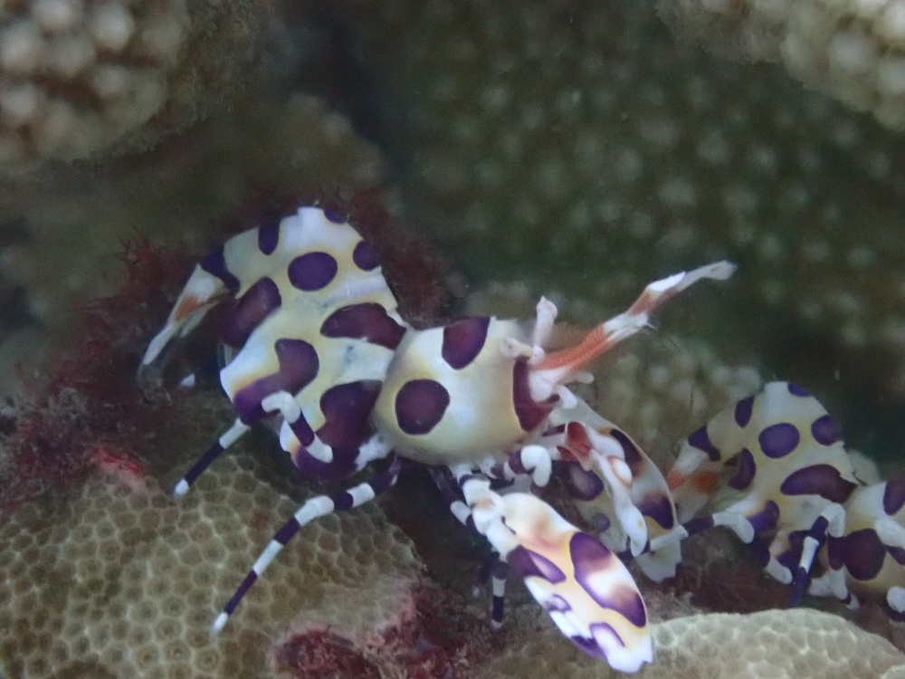 Harlequin Shrimp