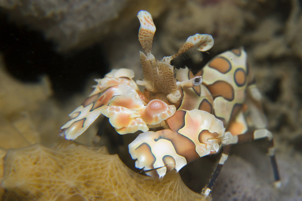 Harlequin Shrimp