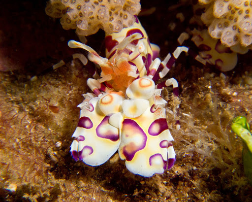 Harlequin Shrimp
