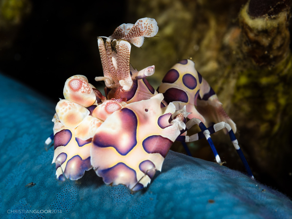 Harlequin Shrimp