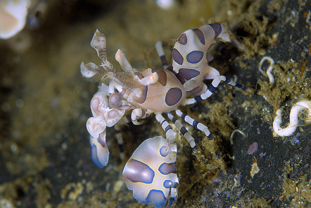 Harlequin Shrimp