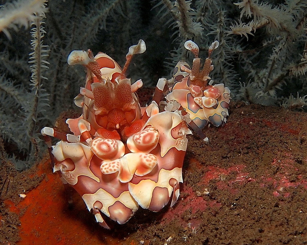 Harlequin Shrimp