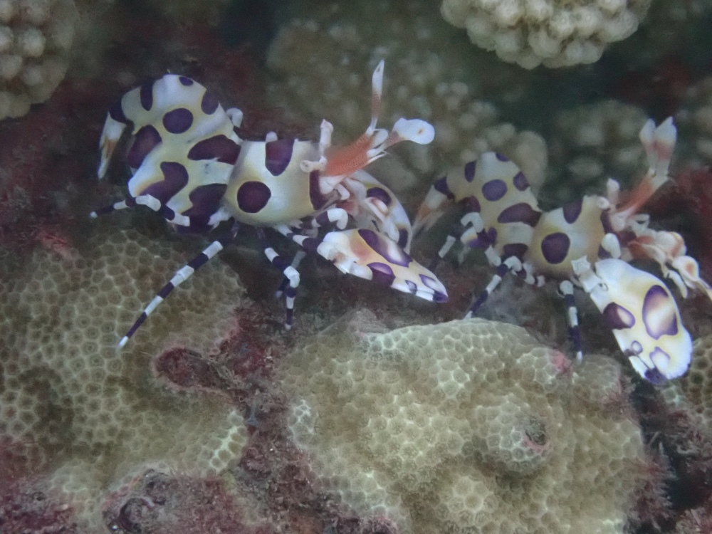 Harlequin Shrimp