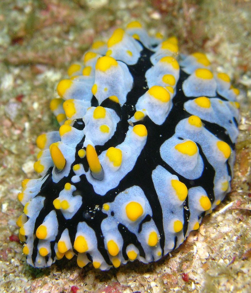 Varicose Wart Slug