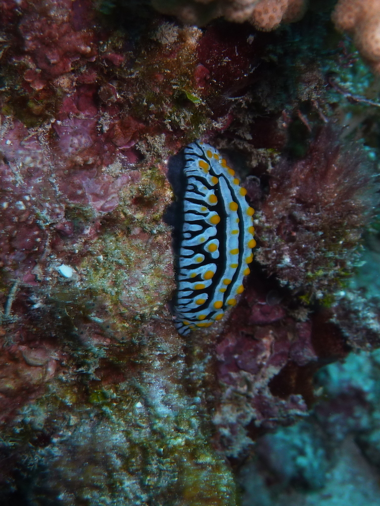 Varicose Wart Slug