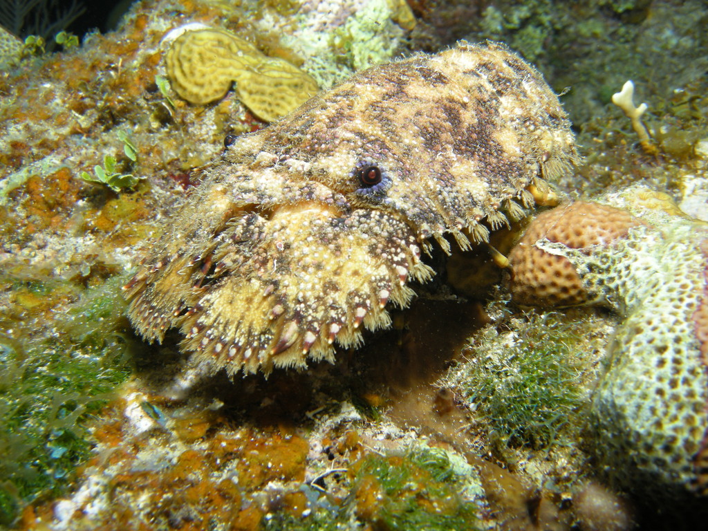 Cigale de mer sculptée