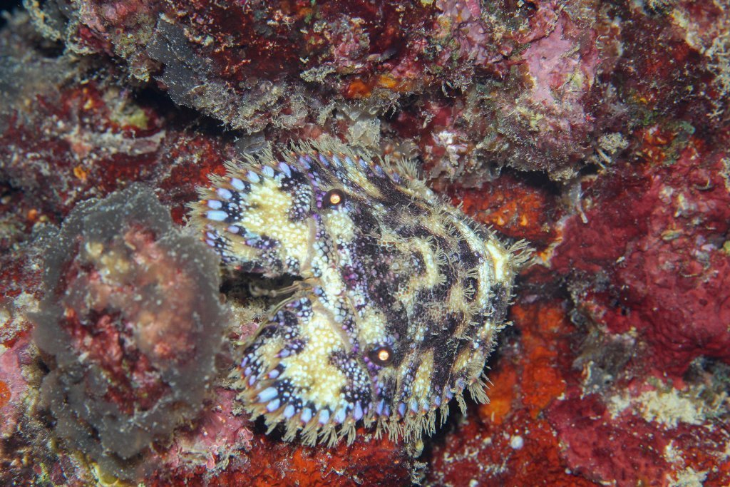 Sculptured Slipper Lobster