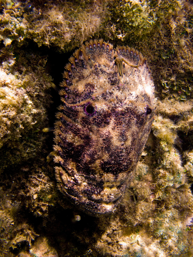 Cigale de mer sculptée