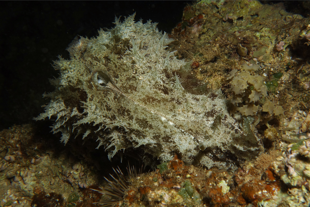 Lièvre de mer à oreille