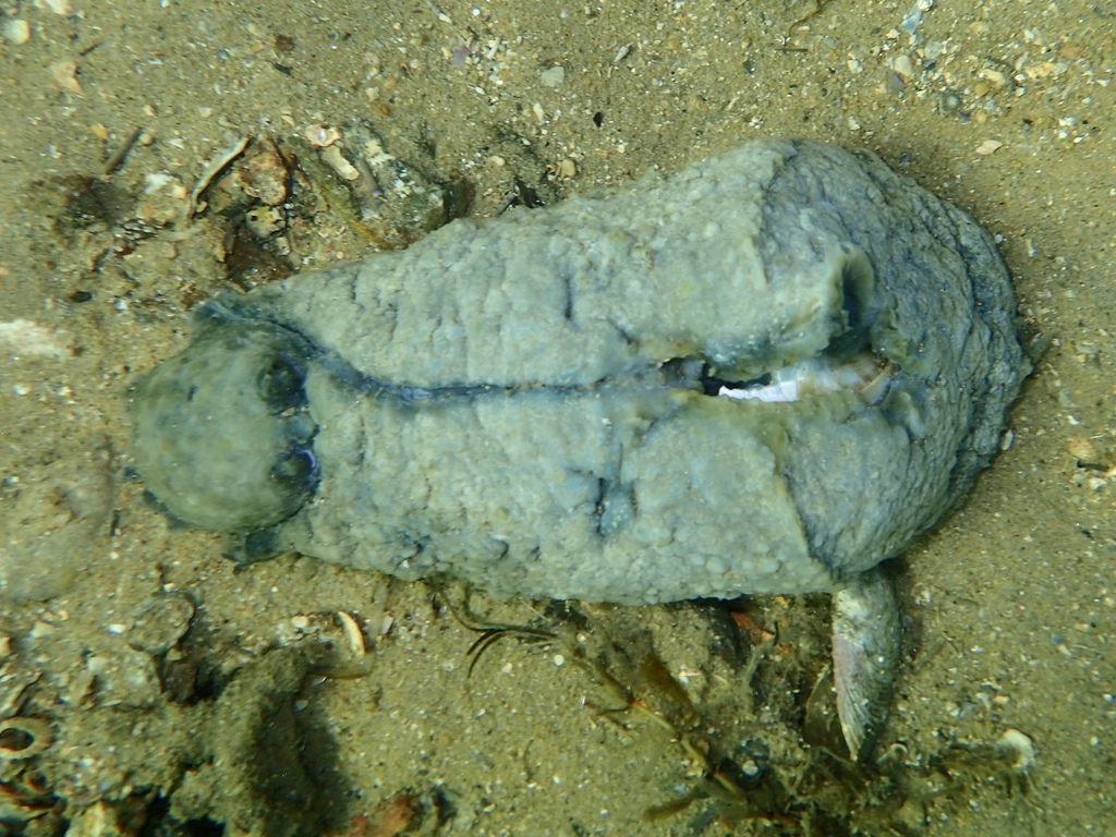 Lièvre de mer à oreille