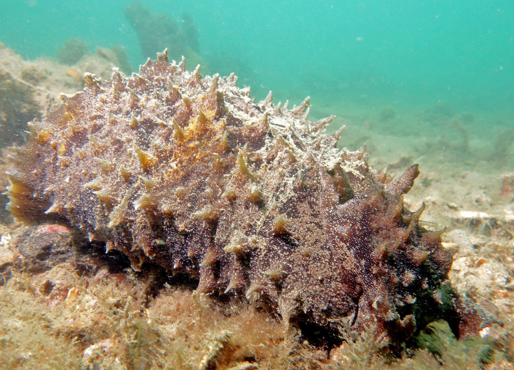 Lièvre de mer à oreille