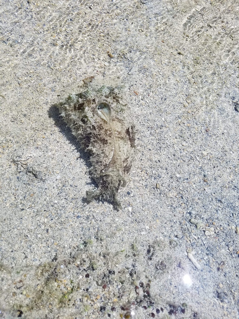 Lièvre de mer à oreille