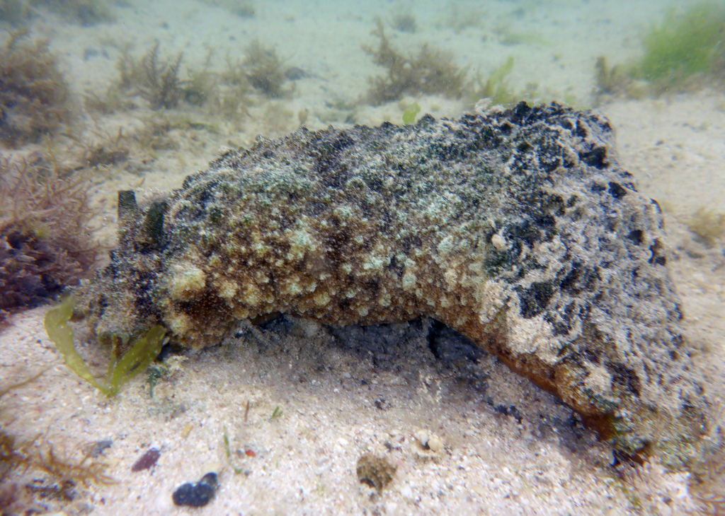 Lièvre de mer à oreille
