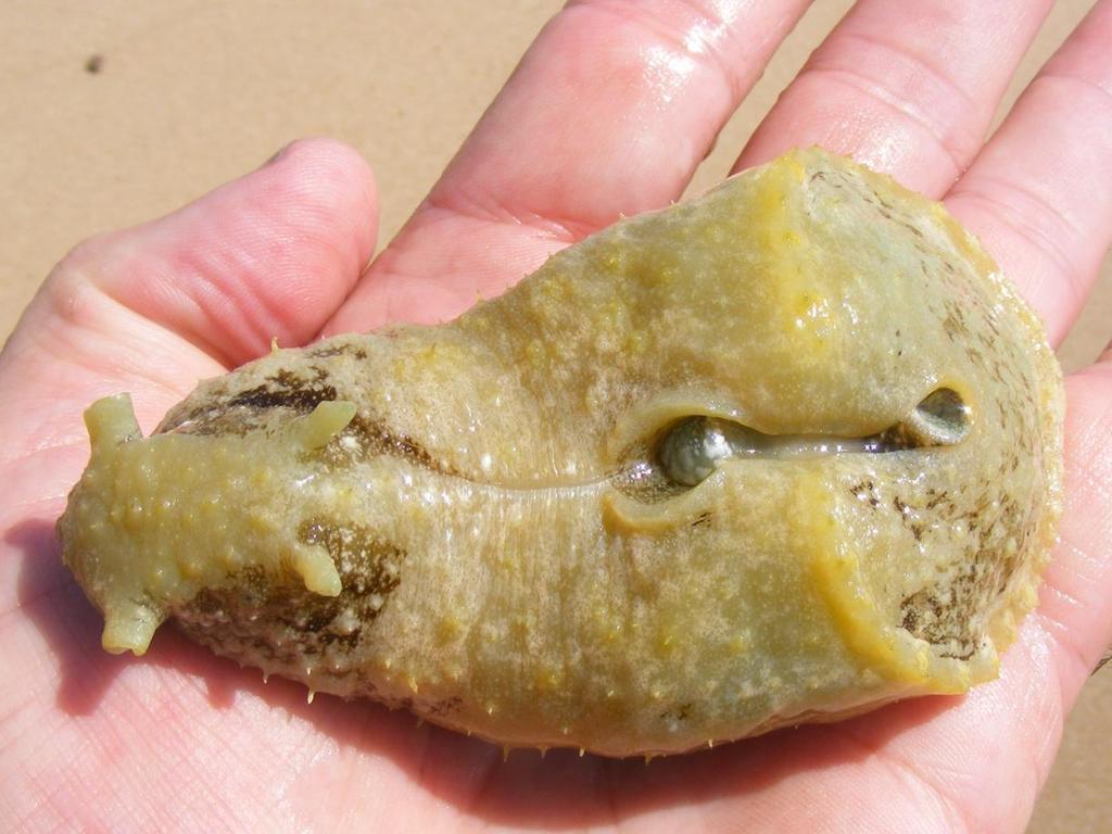Lièvre de mer à oreille