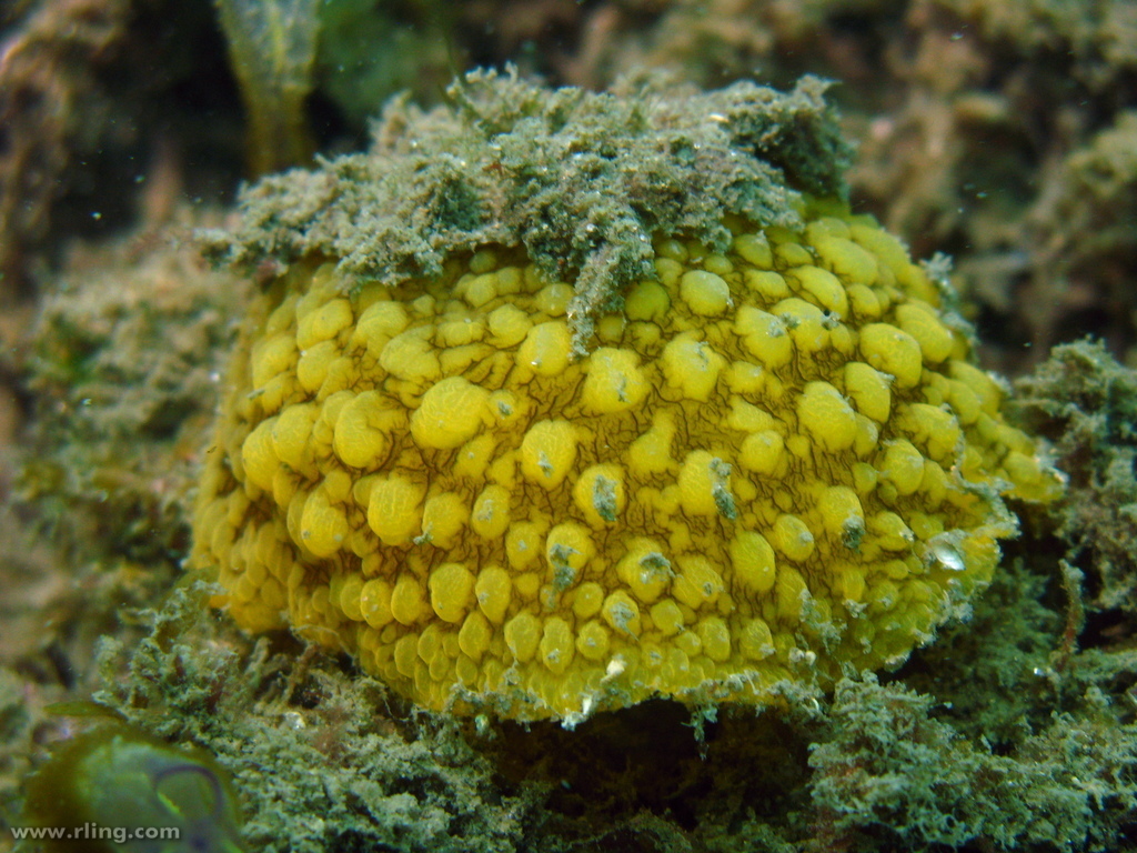 Umbrella Slug