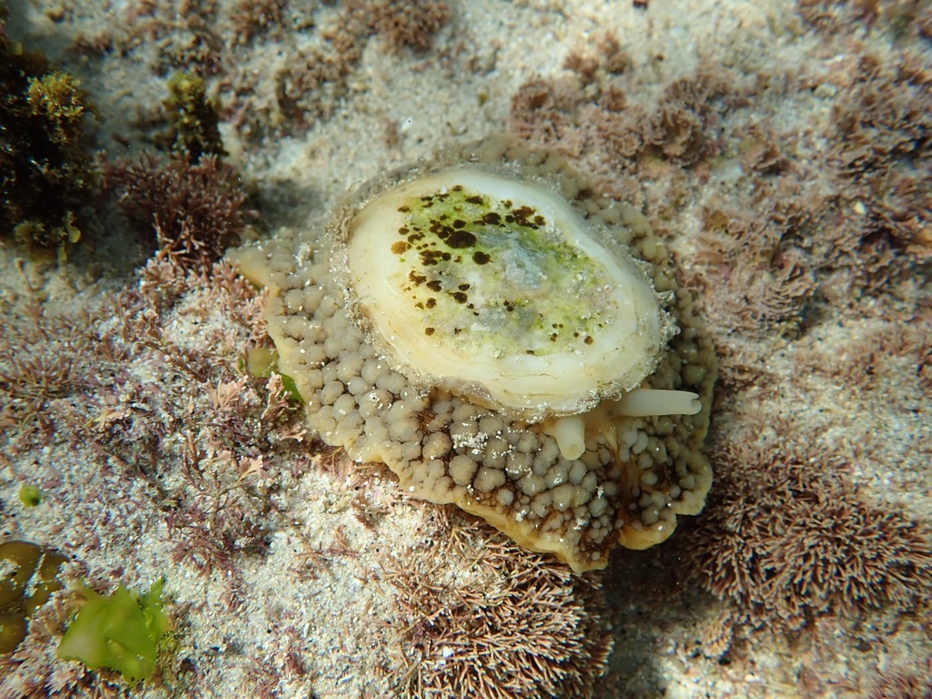 Umbrella Slug