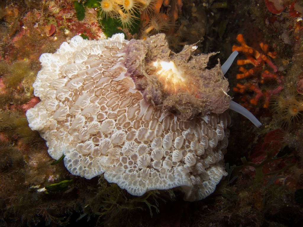 Umbrella Slug