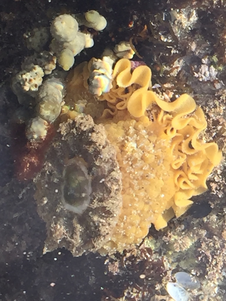 Umbrella Slug