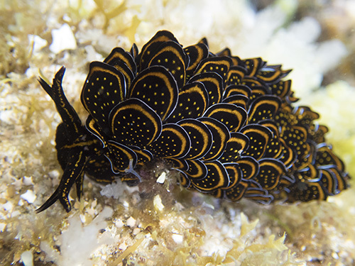 Black-and-gold Sapsucking Slug