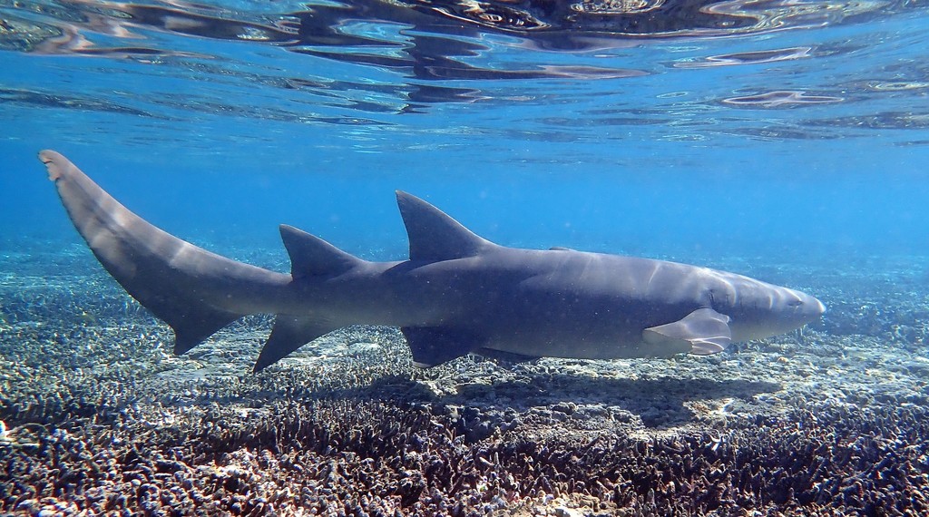 Tawny Nurse Shark