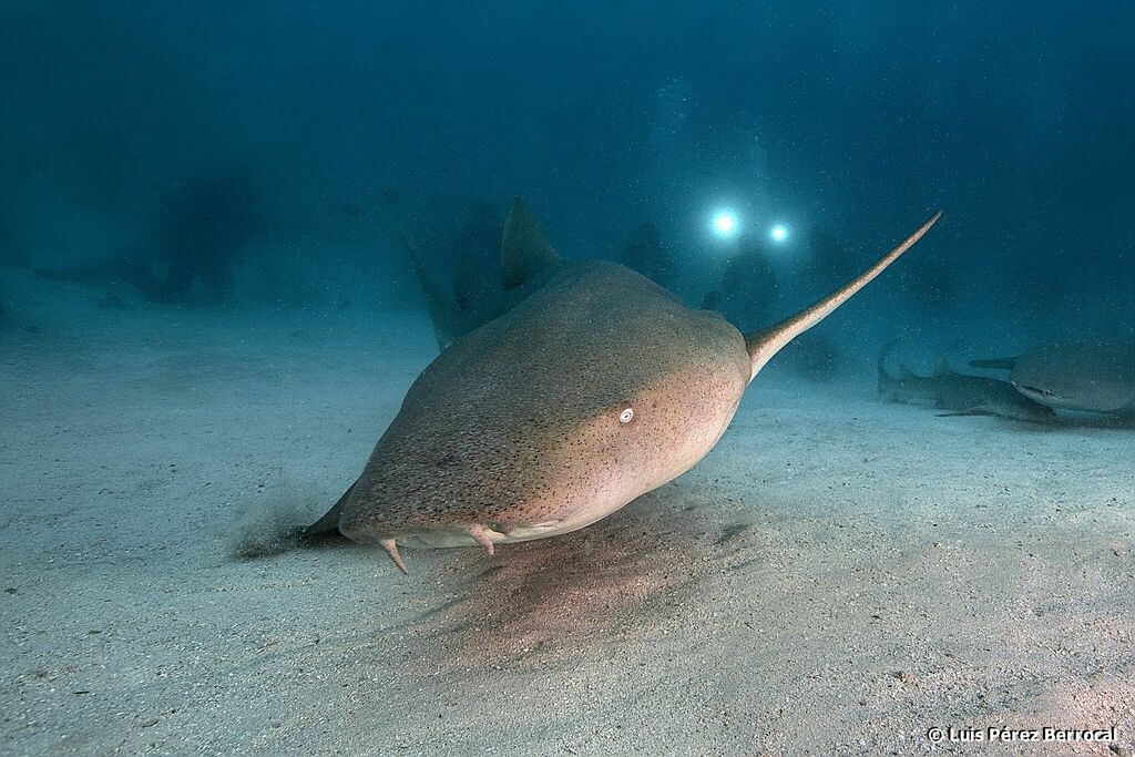 Tawny Nurse Shark