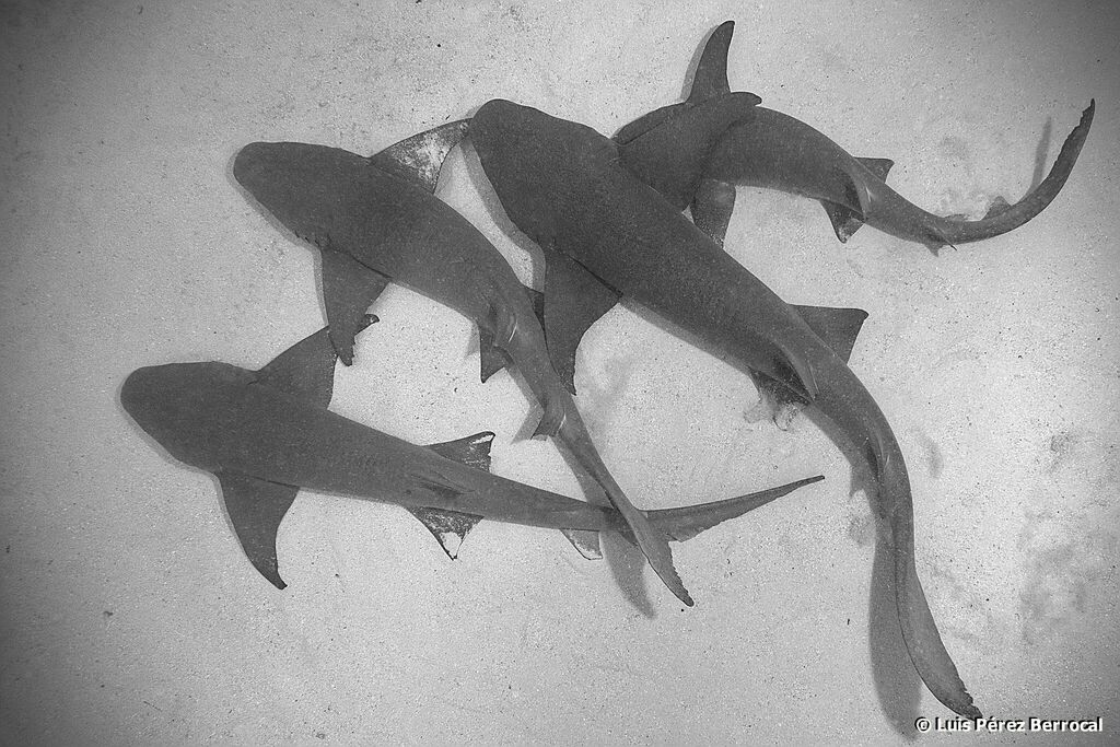 Tawny Nurse Shark