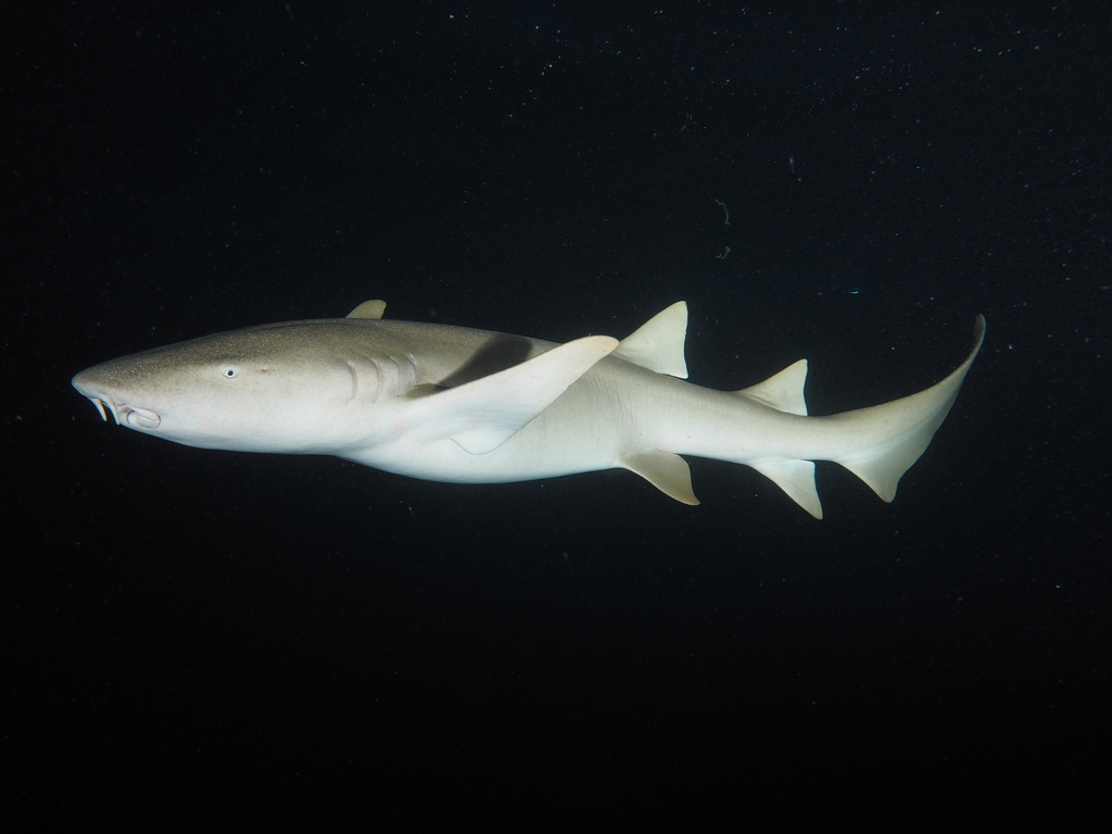 Tawny Nurse Shark