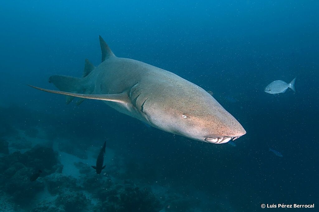 Tawny Nurse Shark
