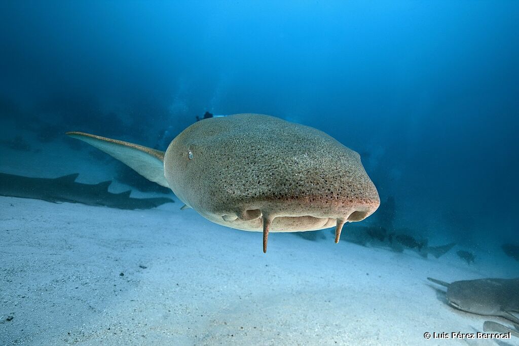 Tawny Nurse Shark