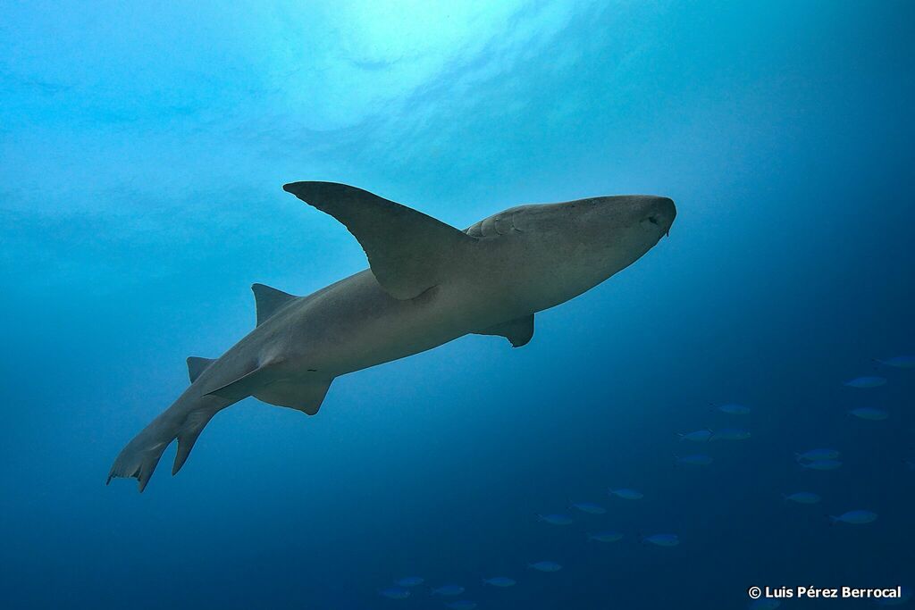 Tawny Nurse Shark