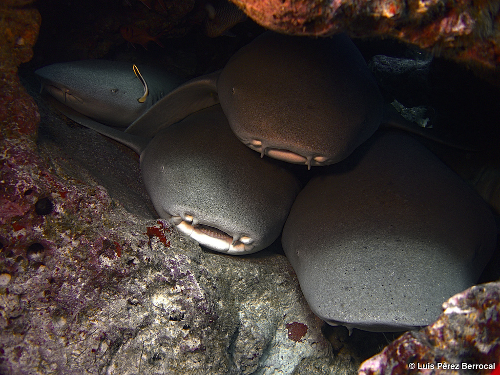 Tawny Nurse Shark