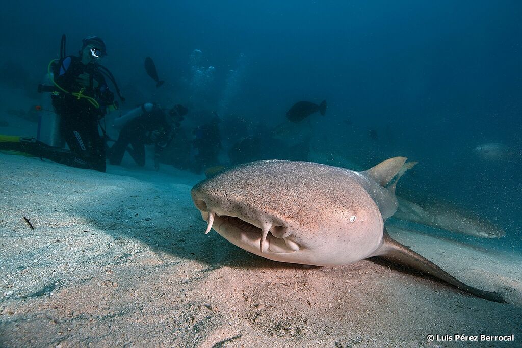 Tawny Nurse Shark