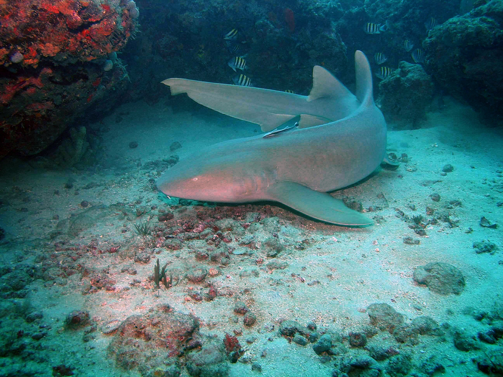 Requin-nourrice atlantique