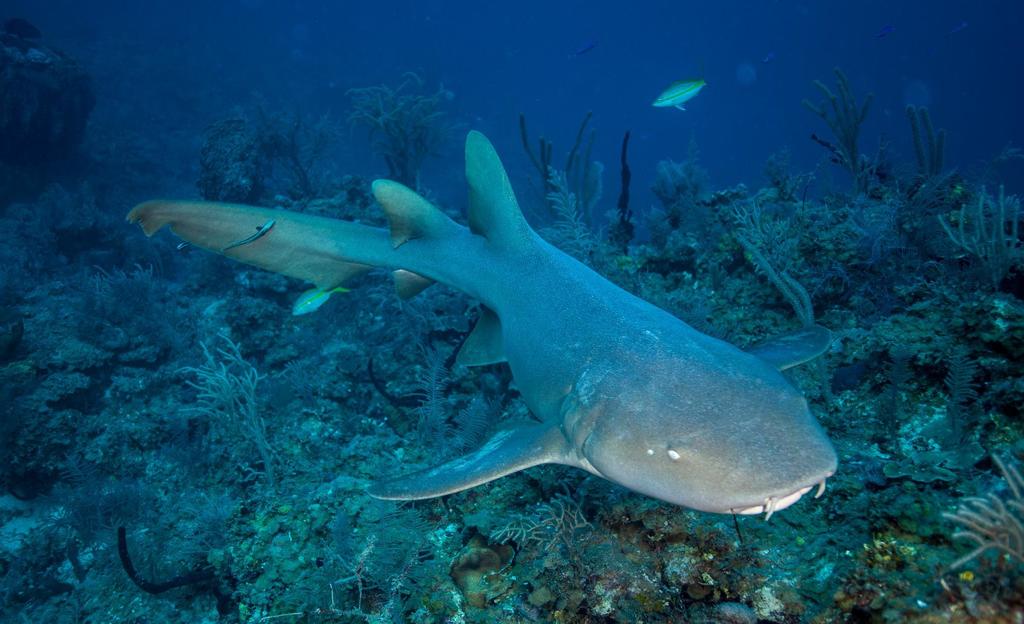 Nurse Shark