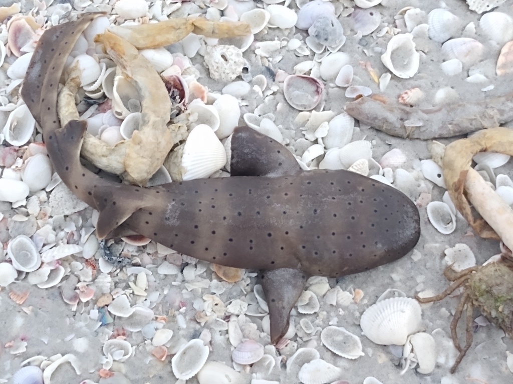 Requin-nourrice atlantique