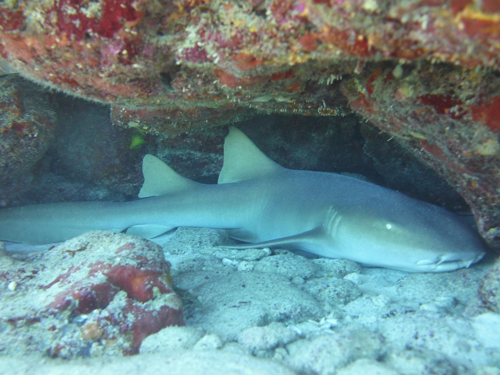 Requin-nourrice atlantique