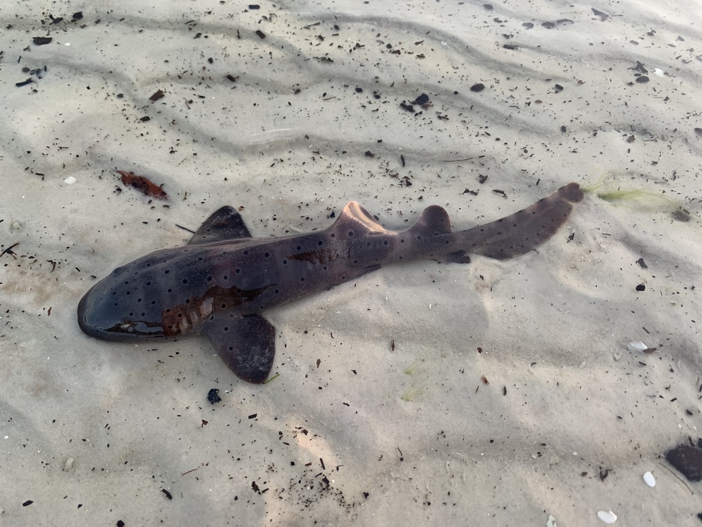 Requin-nourrice atlantique