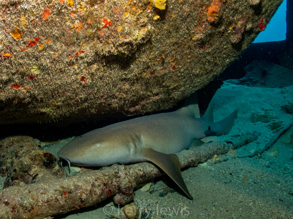 Requin-nourrice atlantique
